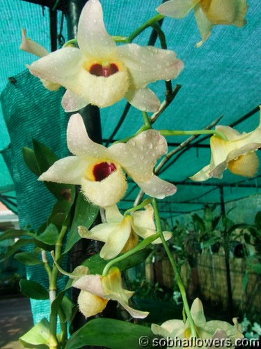 Dendrobium Fimbriatum